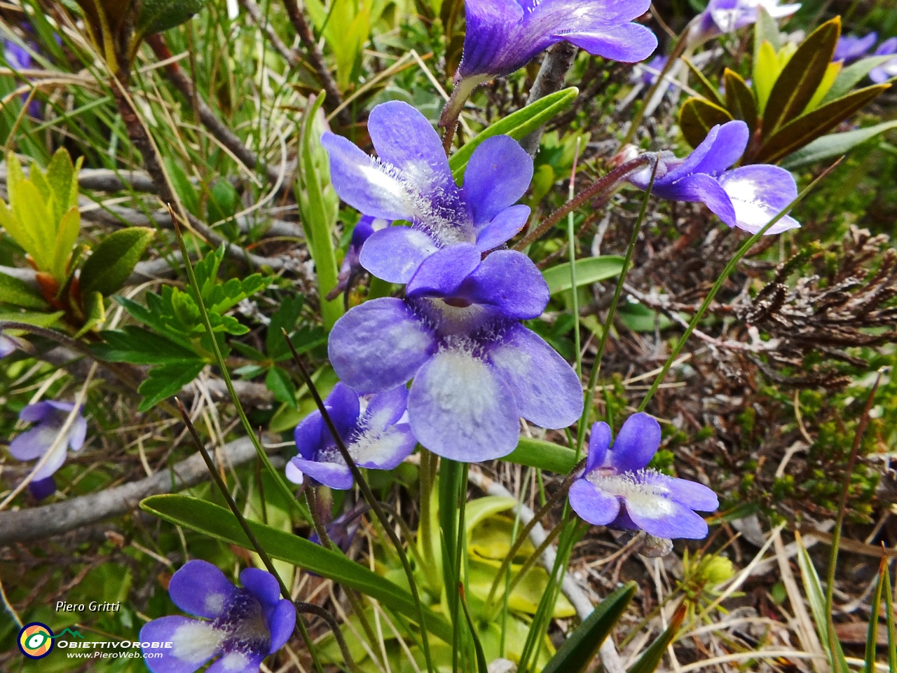 42 fiori di pinguicola....JPG